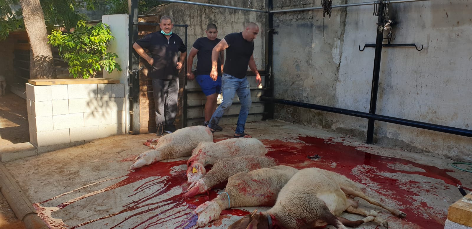 WhatsApp Image 2020-06-25 at 5.48.14 PM (2).jpeg.jpeg